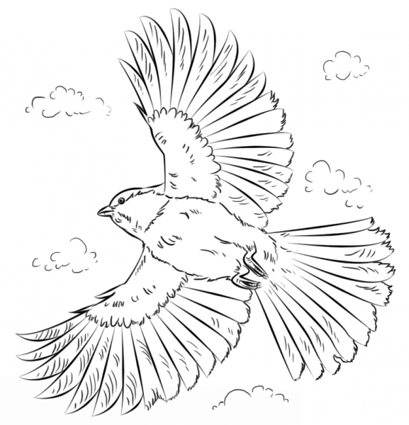 Black-capped Chickadee in flight coloring page image