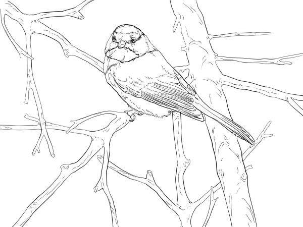 Black Capped Chickadee Songbird coloring page image