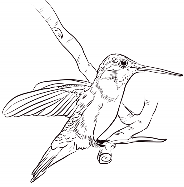 Black-chinned hummingbird coloring page image