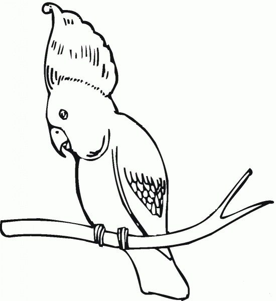Black Cockatoo coloring page image