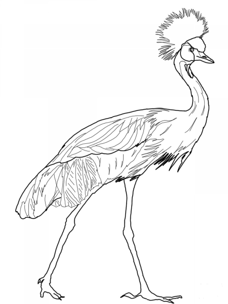 Black Crowned Crane coloring page image