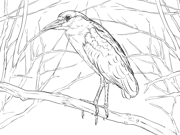 Black Crowned Night Heron coloring page image