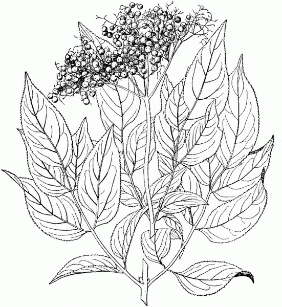 Black Elderberry coloring page image