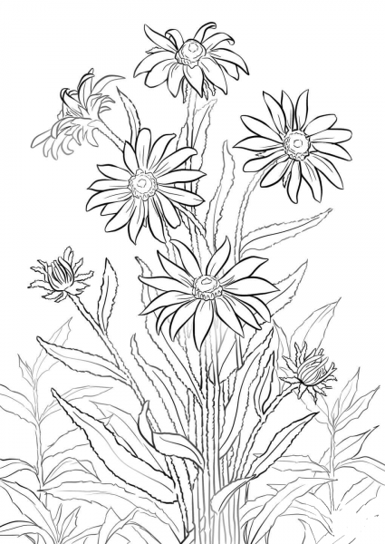 Black-eyed Susan coloring page image