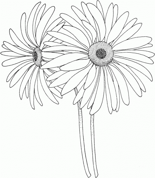 Black Eyed Susan coloring page image