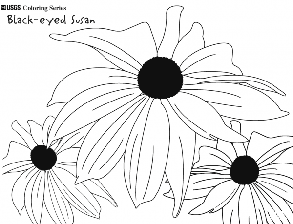 Black-eyed Susan coloring page image