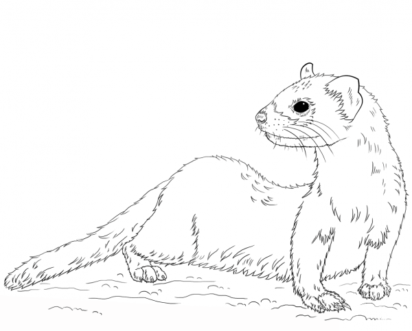Black-footed Ferret coloring page image
