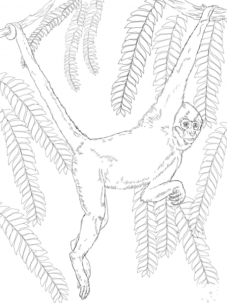 Black Handed Spider Monkey coloring page image