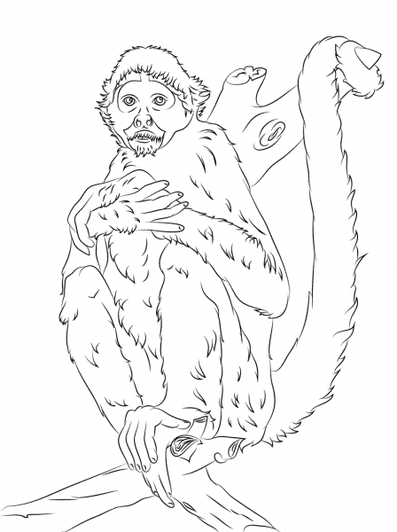 Black Headed Spider Monkey coloring page image