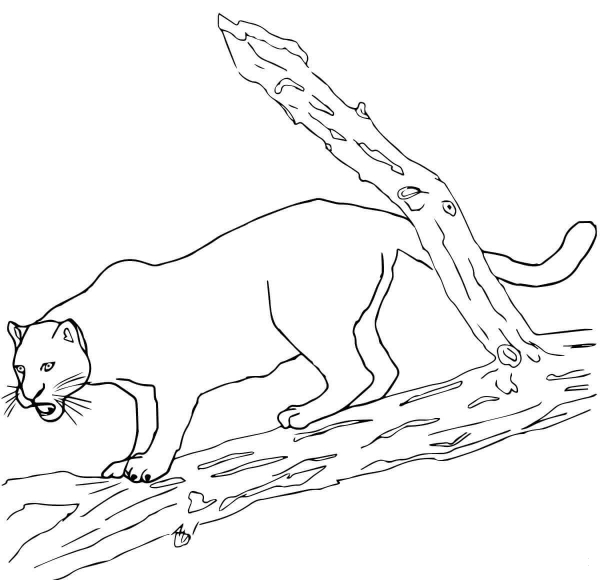 Black Jaguar coloring page image
