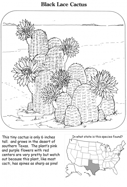 Black Lace Cactus coloring page image