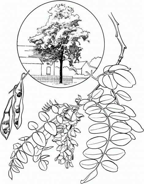 Black Locust coloring page image