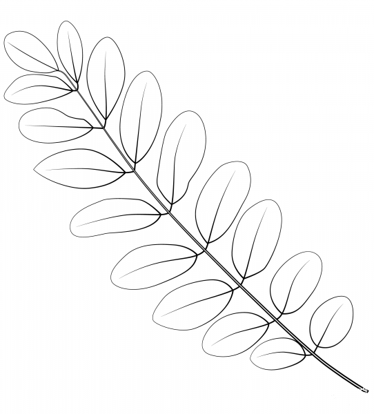Black Locust Leaf coloring page image