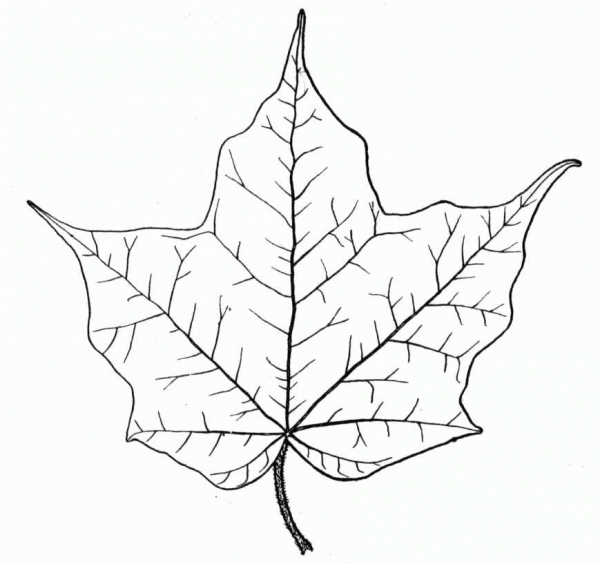Black Maple Leaf coloring page image