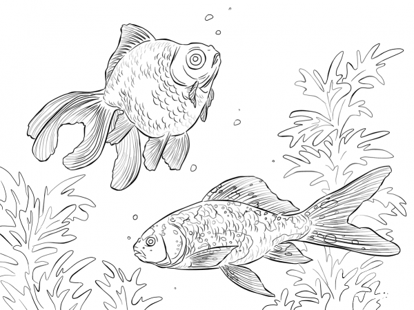 Black Moor And Shubunkin Goldfishes  coloring page image