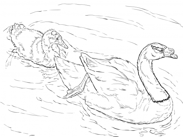 Black Necked Swans coloring page image