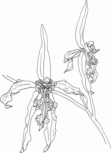 Black Orchid coloring page image