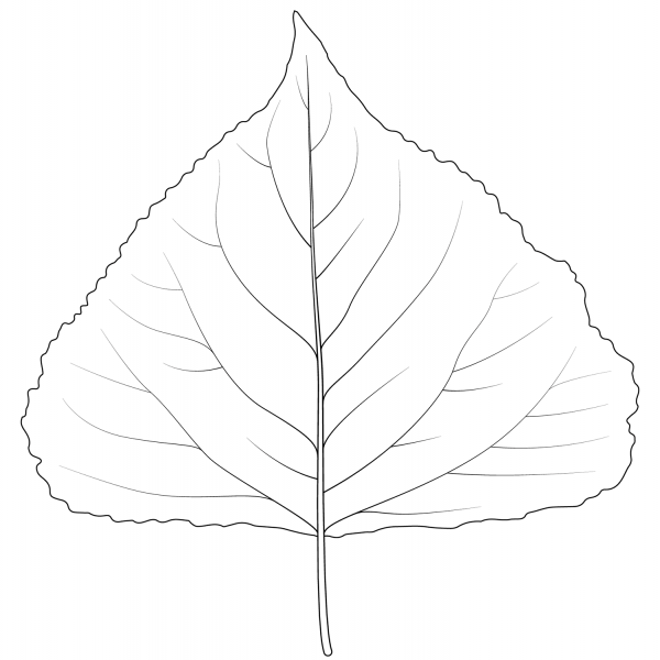 Black Poplar Leaf coloring page image