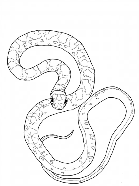 Black Racer Snake coloring page image
