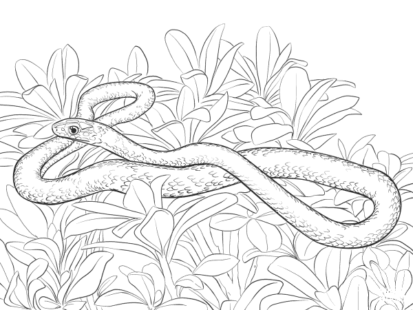 Black Racer Snake coloring page image