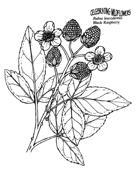 Black Raspberry coloring page image