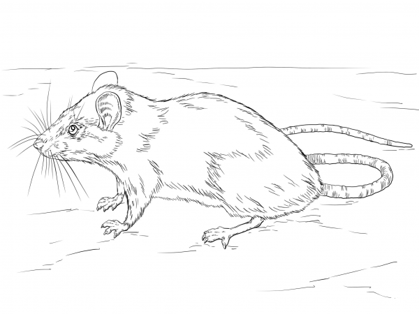 Black Rat coloring page image