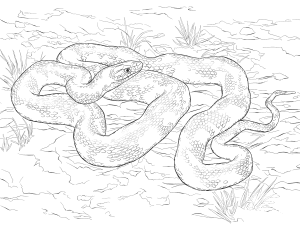Black Rat Snake coloring page image