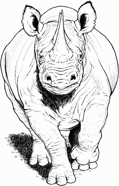 Black Rhino Running coloring page image
