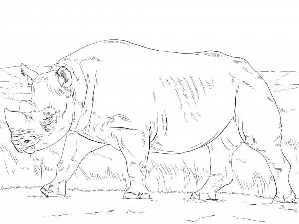 Black Rhinoceros coloring page image