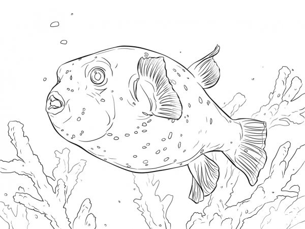 Black Spotted Puffer coloring page image