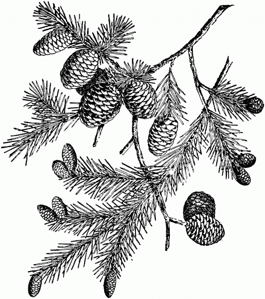 Black Spruce Branchlet coloring page image