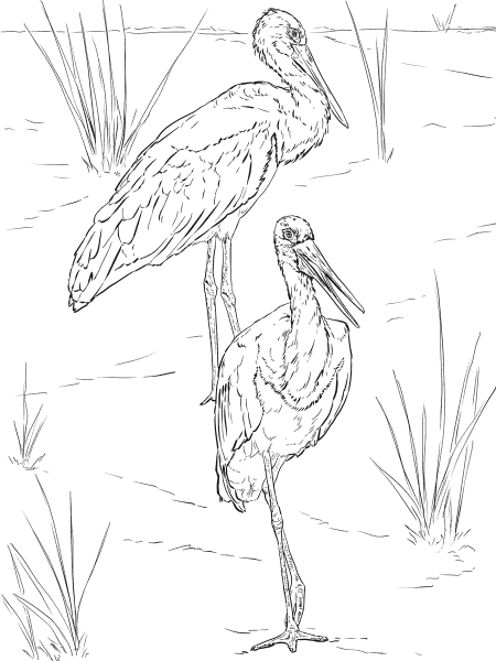 Black Storks Pair coloring page image