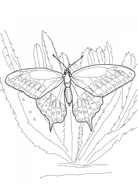 Black Swallowtail coloring page image