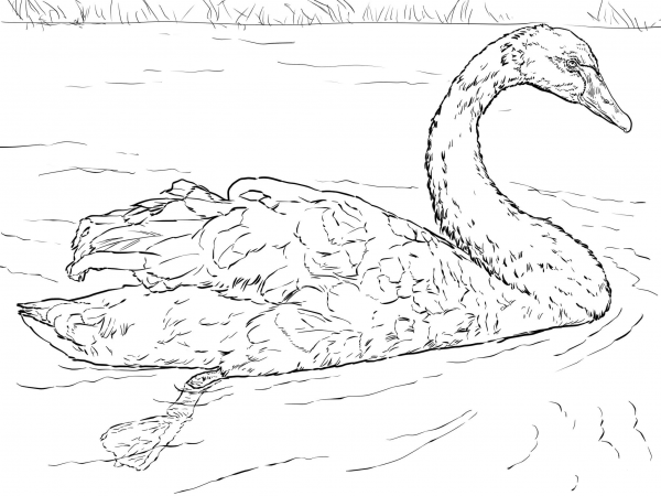 Black Swan coloring page image