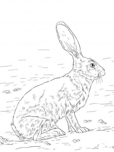 Black Tailed Jackrabbit coloring page image