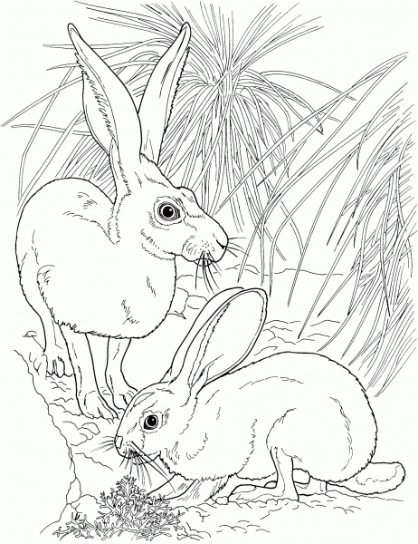 Black Tailed Jackrabbits coloring page image