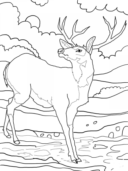Black Tailed Mule Deer coloring page image