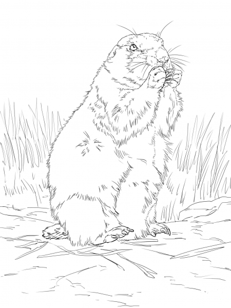 Black Tailed Prairie Dog coloring page image