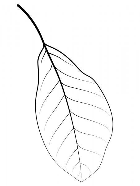 Black Tupelo coloring page image