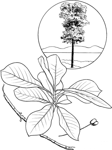 Black Tupelo or Black Gum Tree coloring page image
