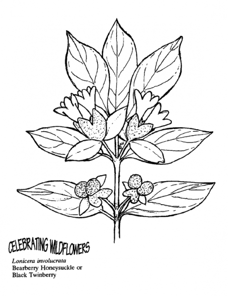 Black Twinberry or Bearberry Honeysuckle coloring page image
