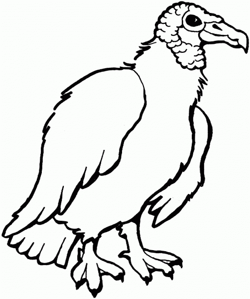 Black vulture coloring page image