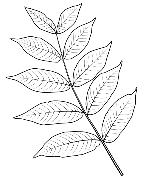 Black Walnut Leaf coloring page image