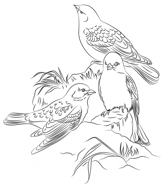 Black-Winged Snowfinches  coloring page image