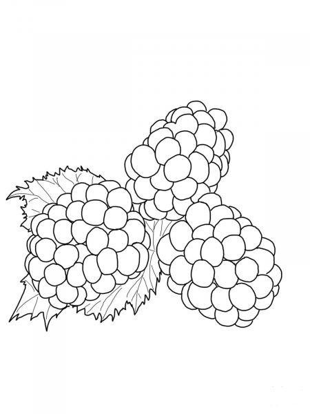 Blackberries coloring page image