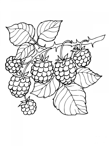 Blackberry Branch coloring page image