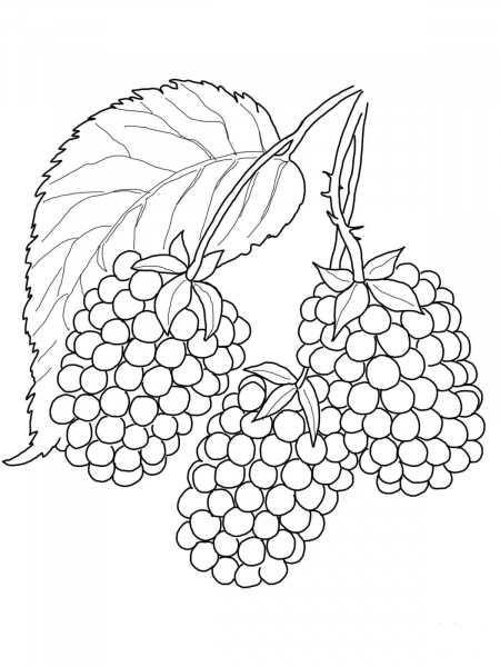 Blackberry coloring page image