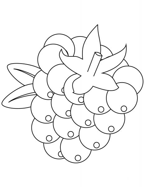 Blackberry coloring page image