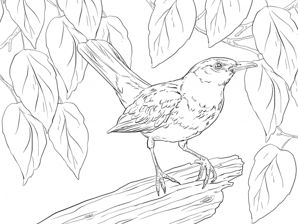 Blackbird Male coloring page image
