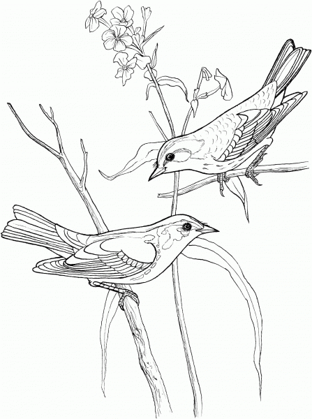 Blackburnian Warbler coloring page image